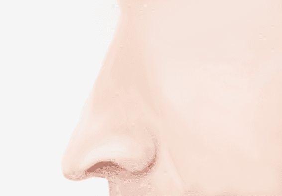 긴코(화살코) 옆모습 그림